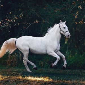Equinos